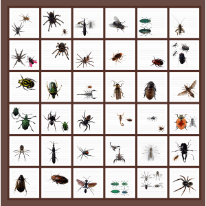 beetles and spiders
